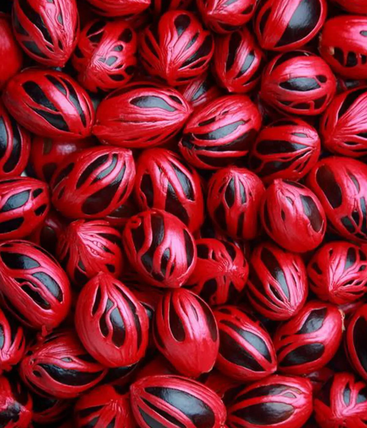 Ceylon Nutmeg