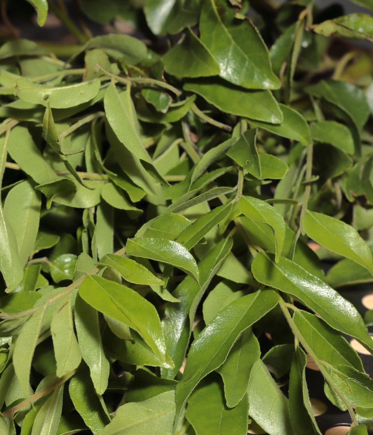 Curry Leaves Capsules (Murraya koenigii)