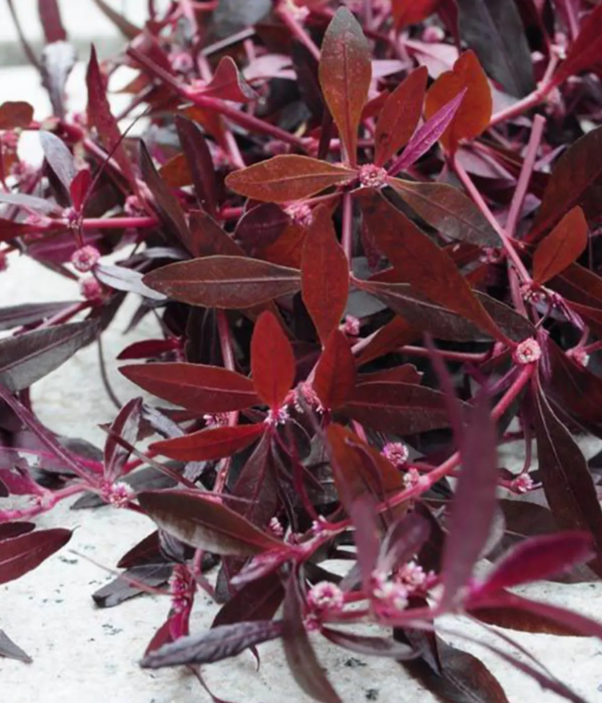 Mukunuwenna Capsules (Alternanthera sessilis)