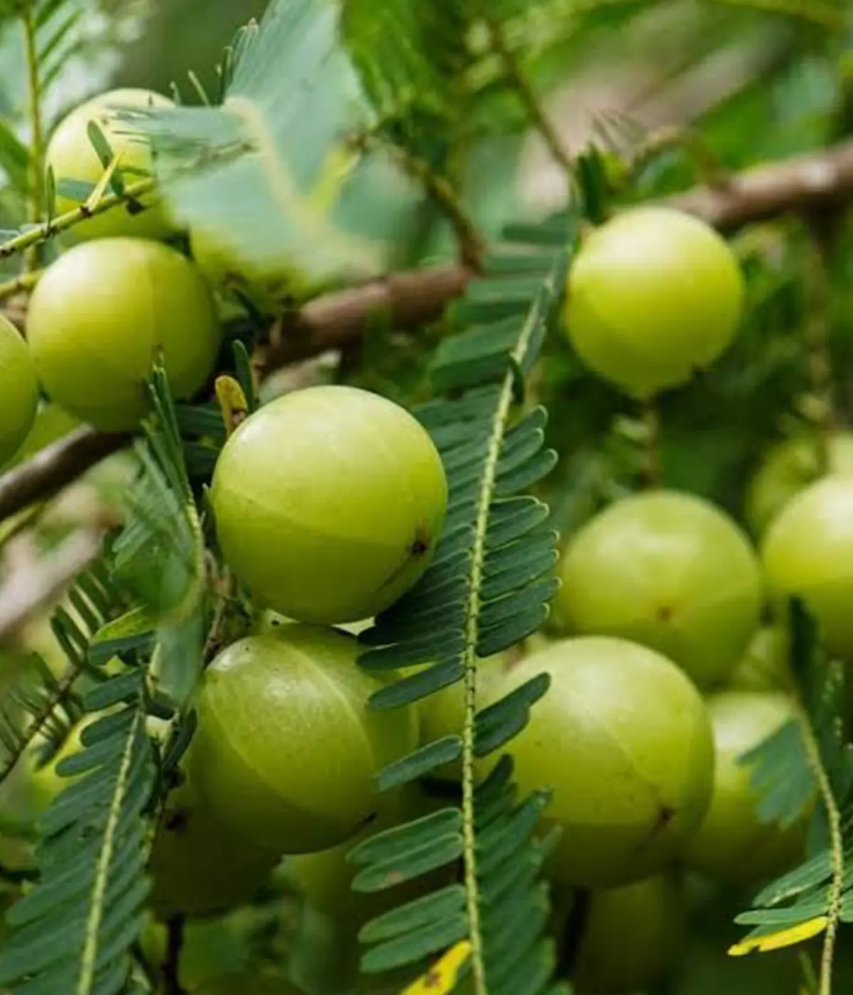 Nelli Capsules (Phyllanthus emblica)